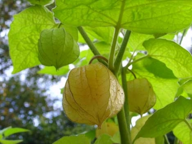 physalis_inka_erigi.jpg