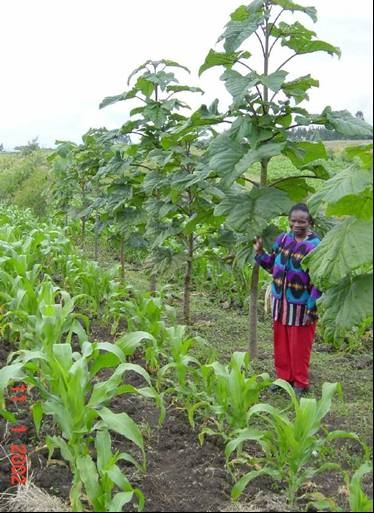 afrika_paulownia_aratarim.jpg