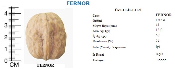 fernor_ceviz_5.jpg