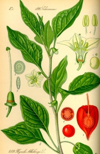 illustration_physalis_alkekengi.jpg