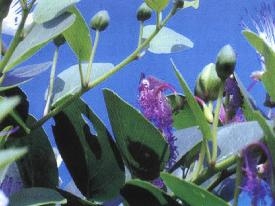 kapari_fruit_flowers.jpg