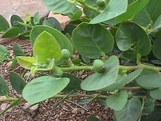 kapari_fruit_flowers_1.jpg