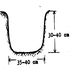 ostar-hayward-kiwi-2.gif