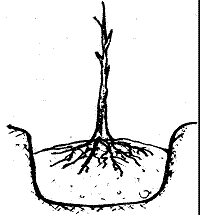 ostar-hayward-kiwi-3.gif