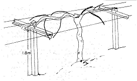 ostar-hayward-kiwi-6.gif