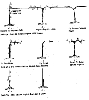 ostar-hayward-kiwi-9.gif