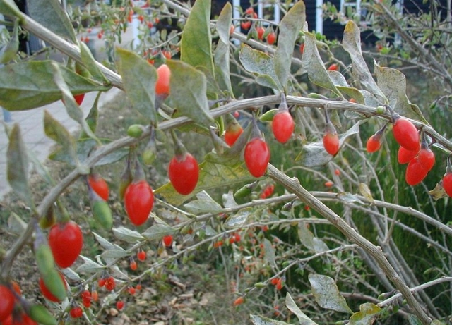 ostar_goji_berries.jpg