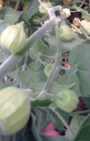 ostar_physalis_peruvian_select-070909_fruit.jpg