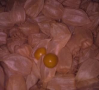 ostar_physalis_peruvian_select-070909_fruit_2.jpg