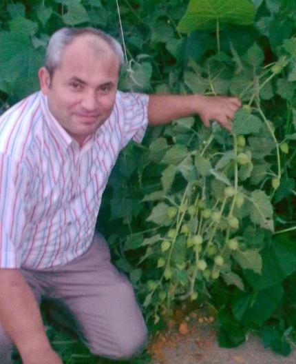 ostar_physalis_peruvian_select-070909_fruit_3.jpg