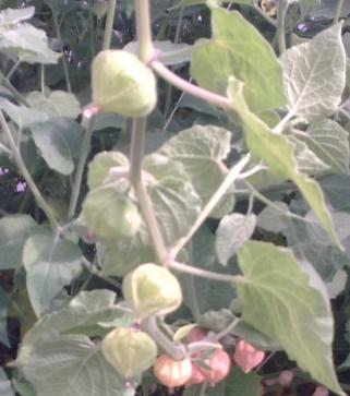 ostar_physalis_peruvian_select-080909_fruit.jpg