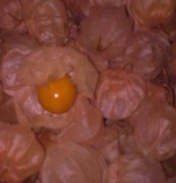 ostar_physalis_peruvian_select-080909_fruit_1.jpg