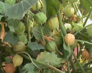 ostar_physalis_peruvian_select-090909_fruit.jpg