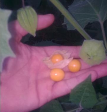 ostar_physalis_peruvian_select-090909_fruit_1.jpg