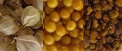 ostar_physalis_peruvian_select11.jpg