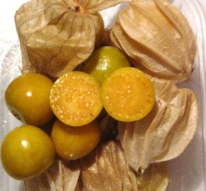 ostar_physalis_peruvian_select_080909.jpg