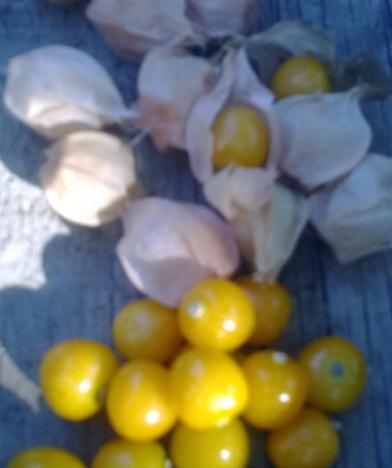 ostar_physalis_pruinosa_select-080910_fruit.jpg