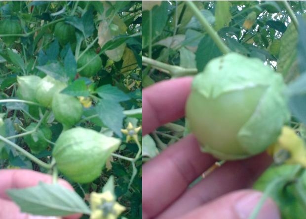 ostar_physalis_tomatillo_select-090910_fruit.jpg