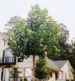 paulownia_2_yasli_pavlonya_paulownia_paulovnia.jpg