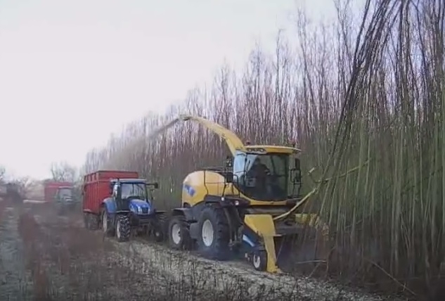 paulownia_biomass.jpg