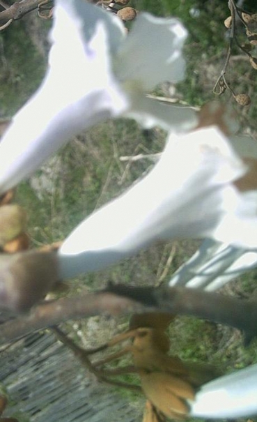 paulownia_elongata_flowers.jpg