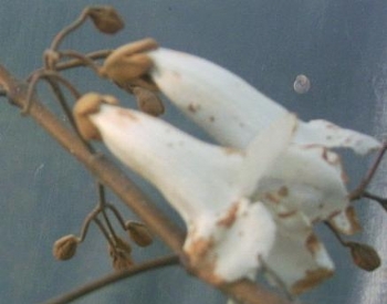 paulownia_elongata_flowers_1jpg.jpg