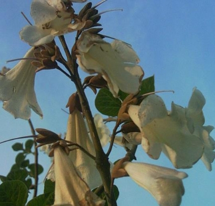 paulownia_elongata_flowers_2jpg.jpg