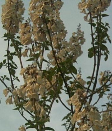 paulownia_elongata_flowers_3jpg.jpg