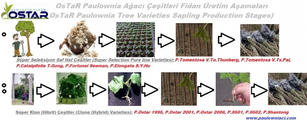 paulownia_fidan__retim_a_amalar_.jpg