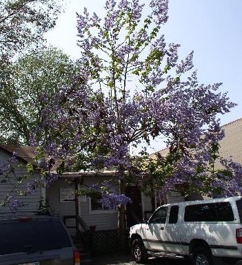 paulownia_flowers.jpg