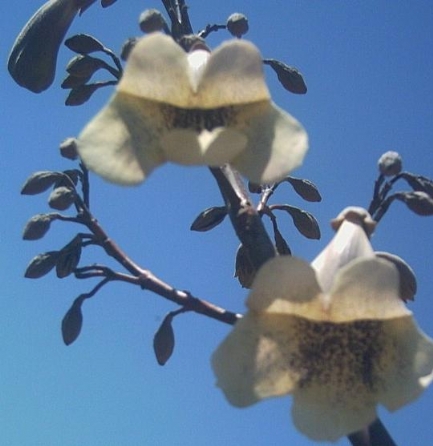 paulownia_fortunei_cicegi_.jpg