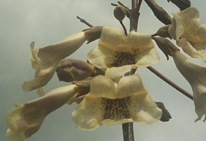 paulownia_fortunei_cicegi_1.jpg