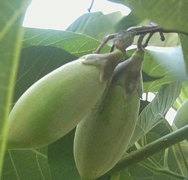 paulownia_fortunei_tohum_kapsul.jpg