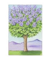 paulownia_cicegi.jpg