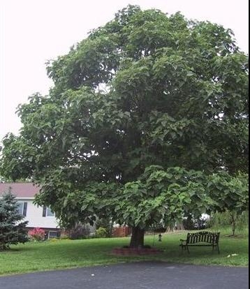 paulownia_peyzaj.jpg