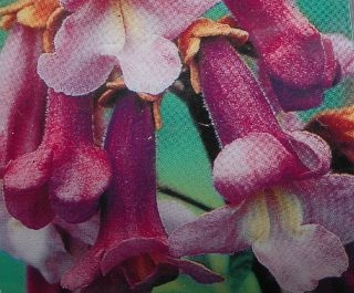 Paulownia_tomentosa_var._tomentosa_flowers