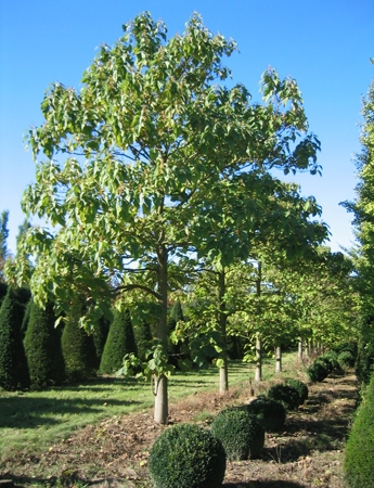 paulownia_tomentosa33.jpg