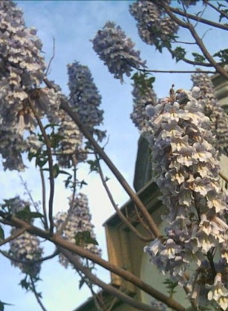 paulownia_tomentosa_tsinlingensis_flowers.jpg