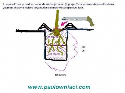 paulowniaci34.jpg