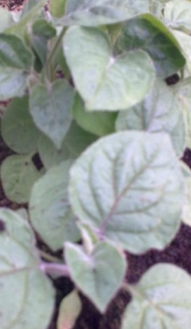 physalis_seedling_2.jpg