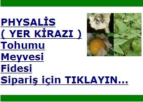 physalis_yer_kirazi.jpg