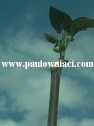 pavlonya_paulownia_paulovnia_tepe_budamasi.jpg