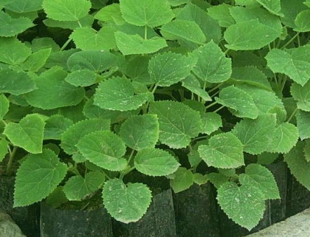 tuplu_paulownia_fidesi.jpg