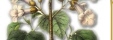 world_paulownia_hdr_99.jpg